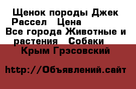 Щенок породы Джек Рассел › Цена ­ 45 000 - Все города Животные и растения » Собаки   . Крым,Грэсовский